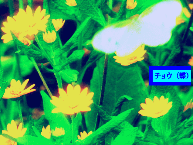 モンシロチョウ(紋白蝶)  羽根を開く 黄色い花