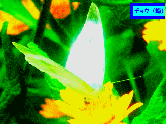 モンシロチョウ(紋白蝶)  蜜を吸う 黄色い花