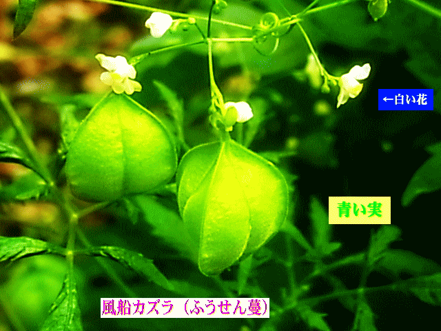 風船カズラ（ふうせん蔓）　青い実　 白い花