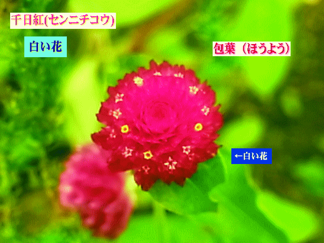 千日紅(センニチコウ)  紅い包葉　白い花