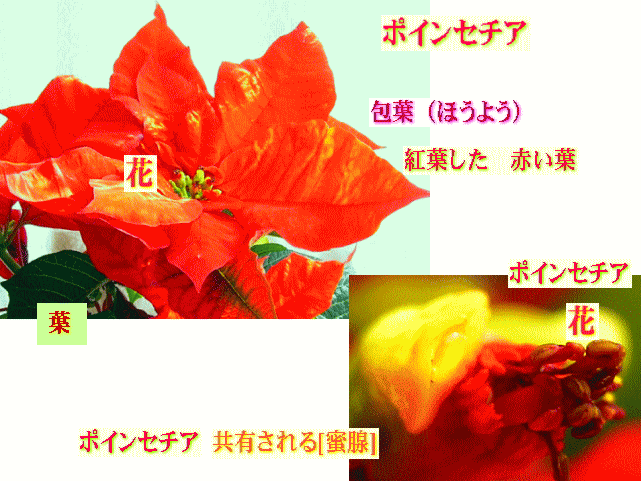 ポインセチア 紅い包葉  [花]と共有する蜜腺
