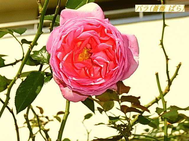 バラ(薔薇)ピンク   八重
