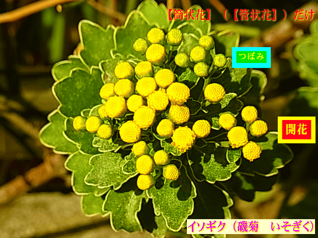 イソギク（磯菊）黄色【筒状花】（【管状花】）だけ