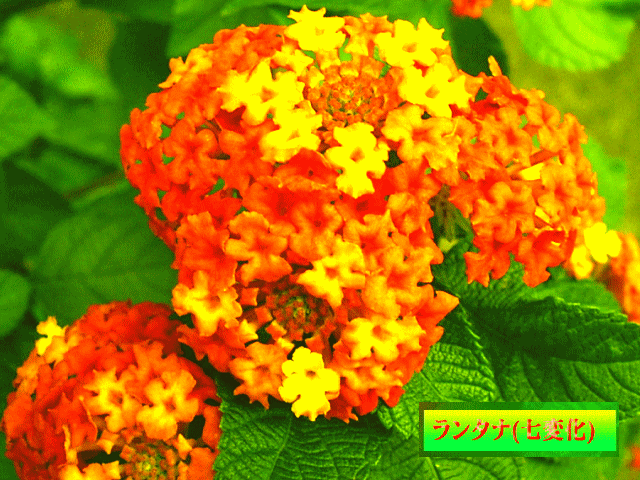 ランタナ(七変化 しちへんげ)　黄色、橙色(オレンジ色)の花