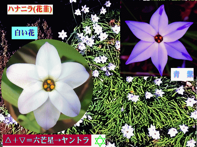 ハナニラ(花韮)　白と青紫 六芒星のヤントラ
