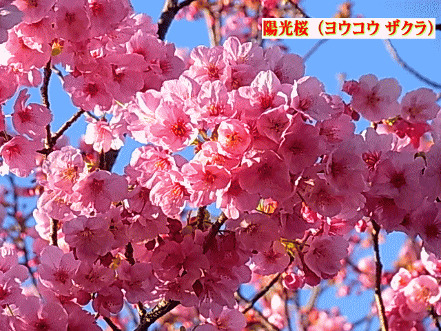 陽光桜（ヨウコウ ザクラ）想いが〔かたち〕になった桜