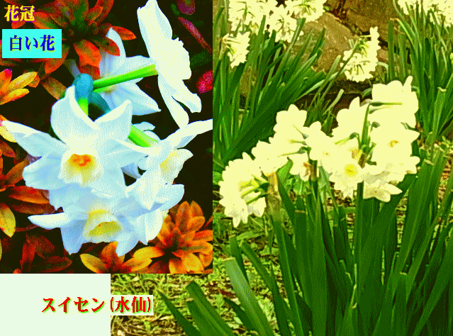スイセン(水仙)　花冠が白  六芒星のヤントラ