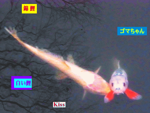 白いコイ(鯉)がKiss。錦鯉のゴマちゃん