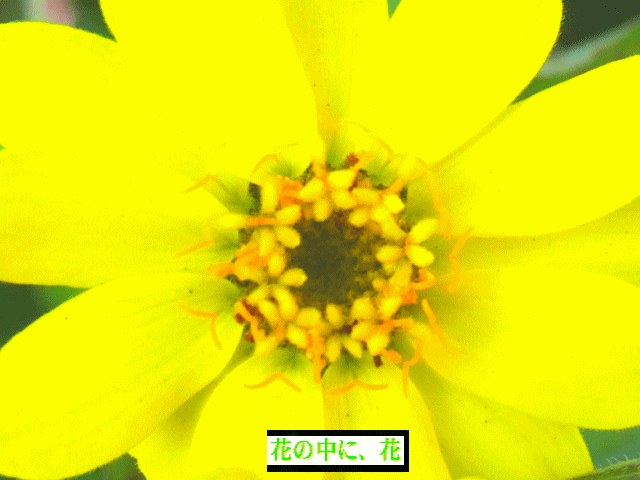 百日草（ヒャクニチソウ）　ジニア　花の中に、花。黄色　