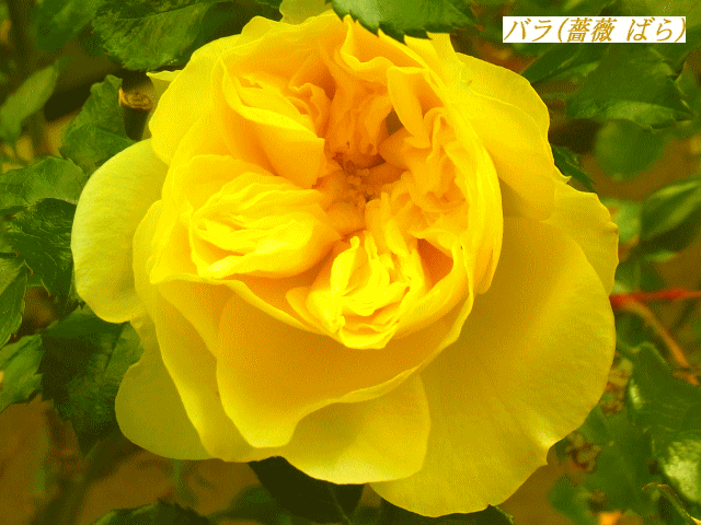 バラ(薔薇)　黄色  花の中に花…のよう