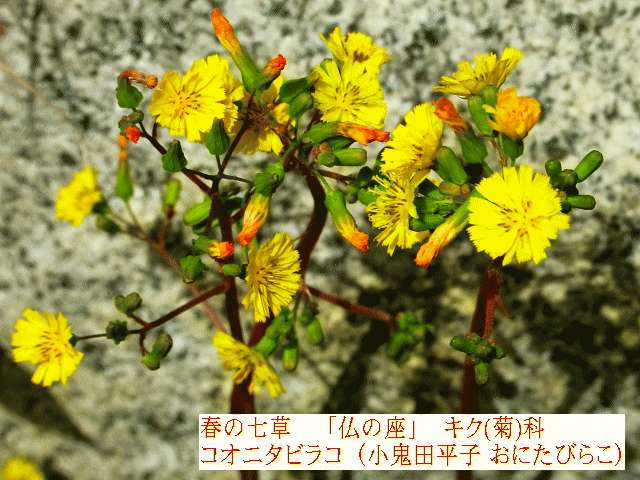 春の七草「仏の座」 コオニタビラコ（小鬼田平子） 菊科