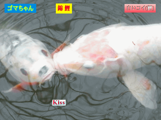錦鯉ゴマちゃんと白鯉のKiss