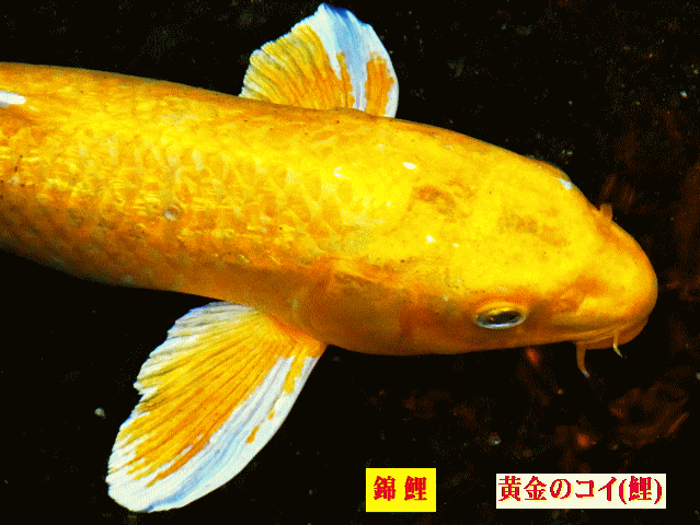 黄金のコイ(鯉)　錦鯉（にしきごい）