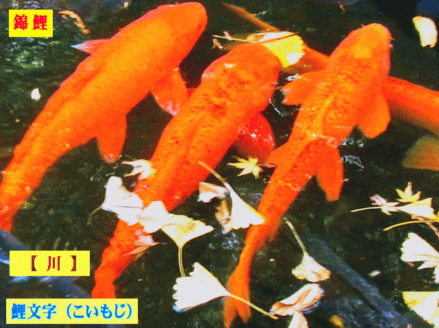 鯉文字で【川】 赤鯉、緋鯉３匹並ぶ   