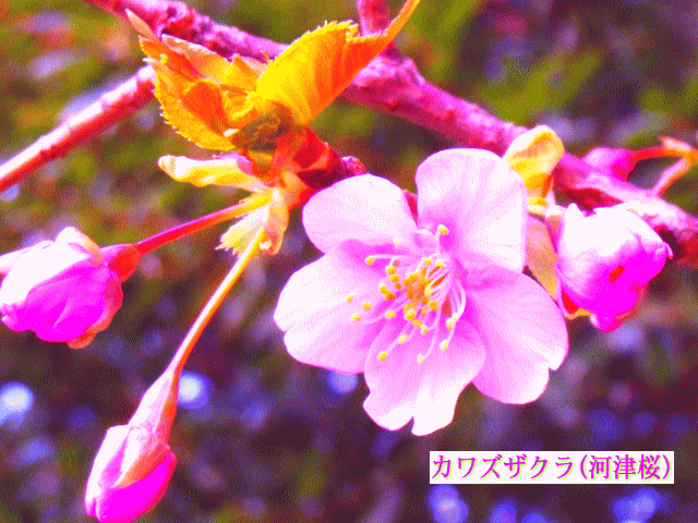 カワズザクラ(河津桜)　桃色のサクラ(桜)