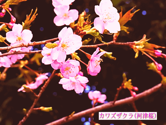 カワズザクラ(河津桜)　桃色のサクラ(桜)