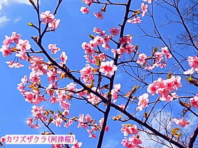 カワズザクラ(河津桜)　☆春の青空と白い雲