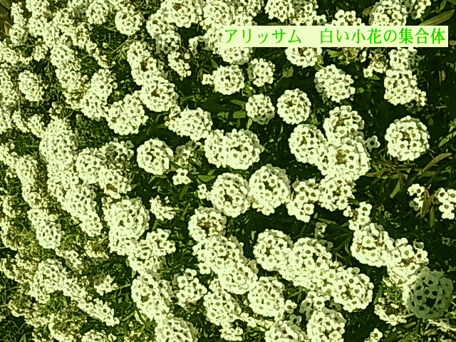 アリッサム　白い小花の集合体