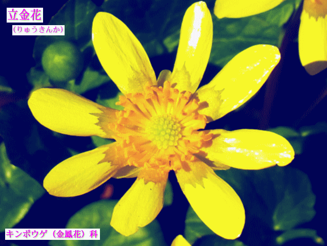 黄金の花 　立金花（りゅうきんか） キンポウゲ（金鳳花）科