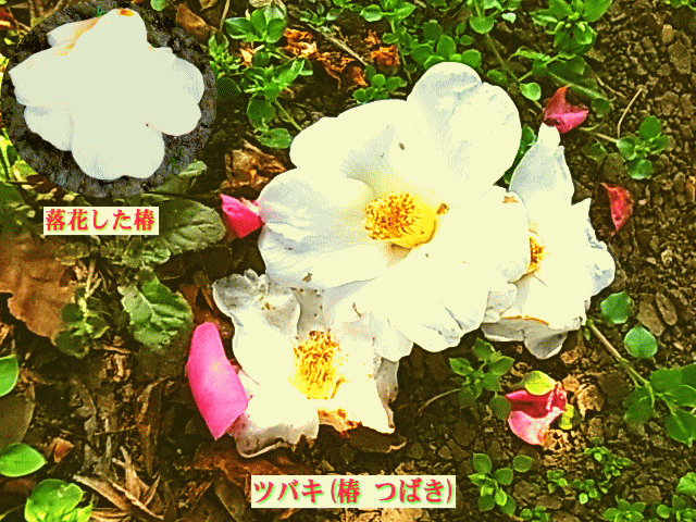 ツバキ(椿 つばき)　白　　落花