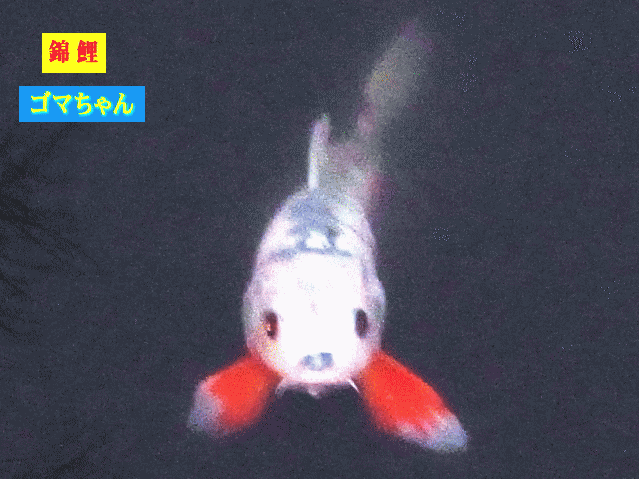 錦鯉のゴマちゃん　ヘッドアップ→右赤ヒレ
