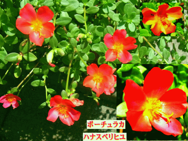 ポーチュラカ (ハナスベリヒユ)  赤い花