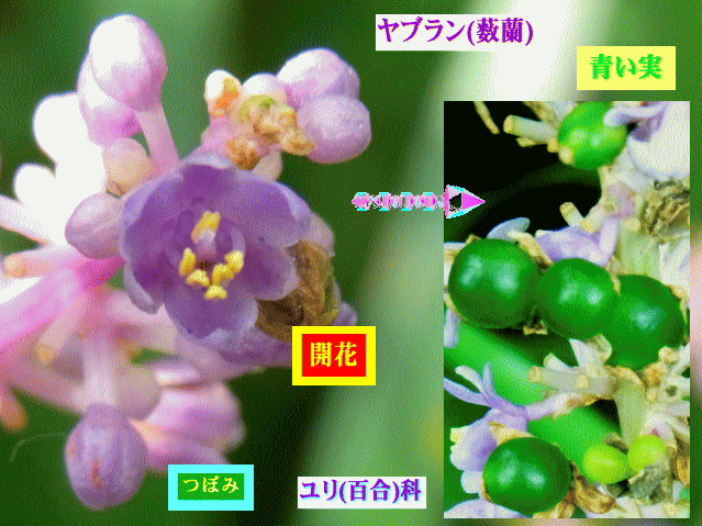 薄紫のヤブラン(薮蘭) 花　[緑の実]がなる