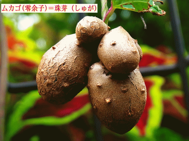 ムカゴ(零余子)＝ヤマノイモ（山の芋）の珠芽（しゅが）