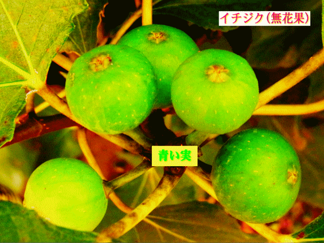 イチジク(無花果)  果実　青い実