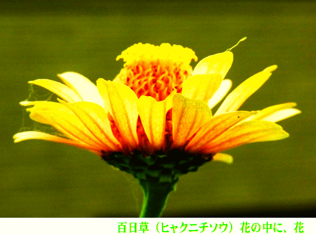 百日草（ヒャクニチソウ）  花の中に､花