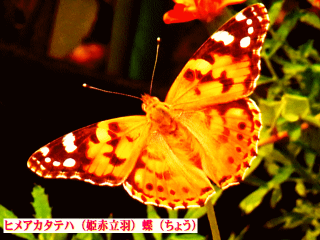 ヒメアカタテハ（姫赤立羽）蝶（ちょう）開いた羽根