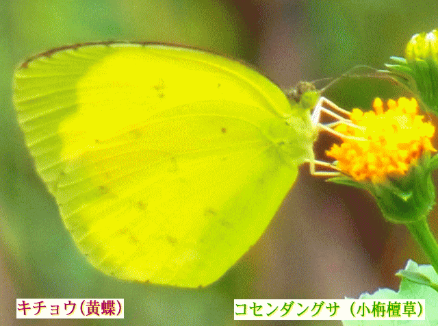 キチョウ(黄蝶)とコセンダングサ（小栴檀草）黄色
