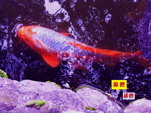 岸辺の錦鯉-2  朱に灰鼠(はいねず)色の緋鯉（ひごい）