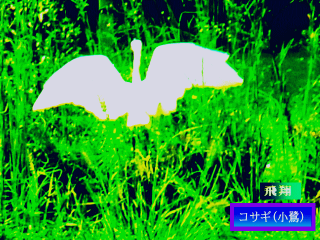 コサギ(小鷺)　翼を広げ飛翔