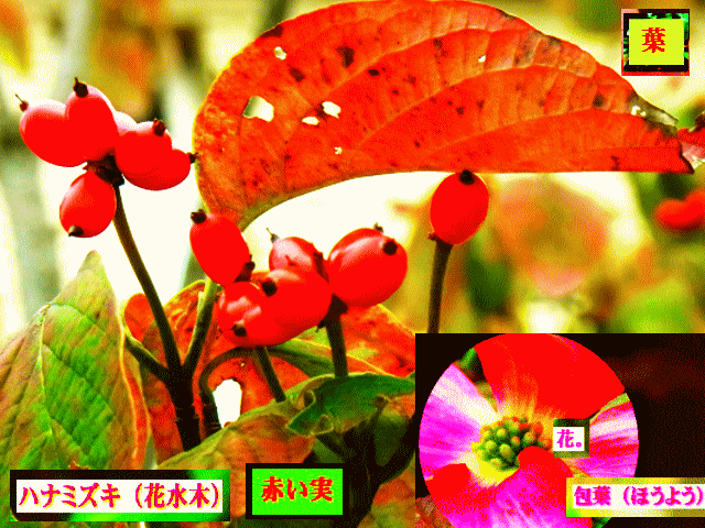 赤い実　ハナミズキ（花水木）白い【包葉】緑の花