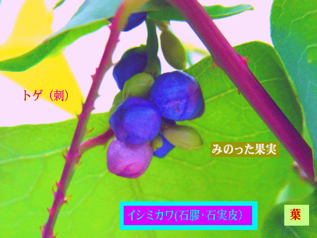 イシミカワ(石膠･石実皮）コバルトブルー・紫の実 