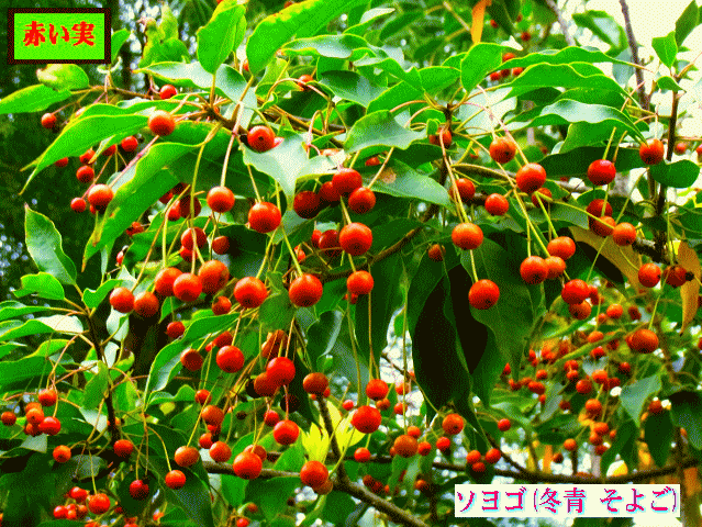 果柄が長く赤い実  ソヨゴ(冬青 そよご) 