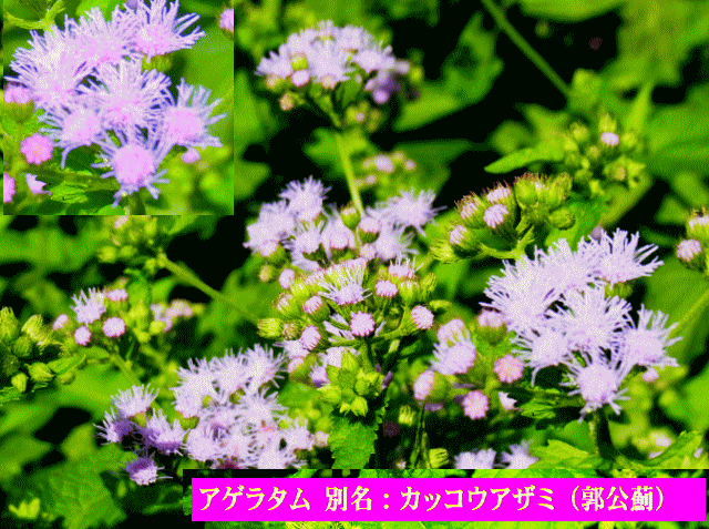 アゲラタム 薄紫の花 別名：カッコウアザミ（郭公薊）