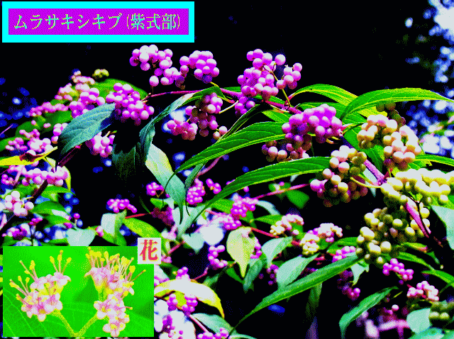 ムラサキシキブ(紫式部)　ピンクの小花が実を結ぶ