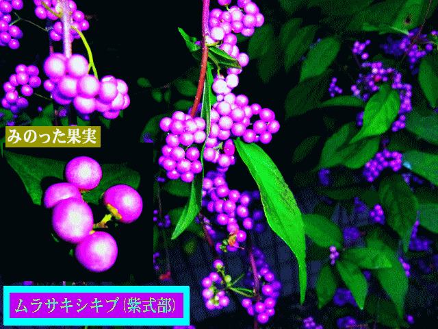 ムラサキシキブ(紫式部) 緑→白→桃→藤→紫に色づく実
