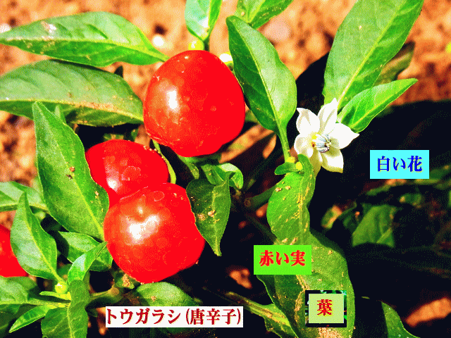 赤い実　 トウガラシ(唐辛子)　白い花 