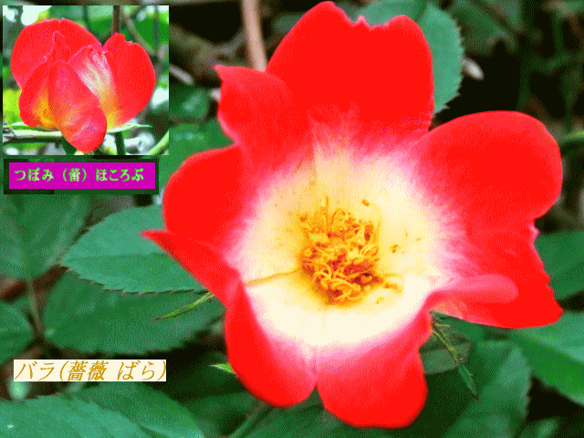 紅いバラ(薔薇)　一重　蕾と開花