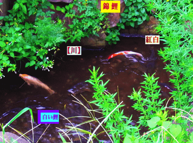  【 川 】の錦鯉（にしきごい） 紅白と白いコイ(鯉)
