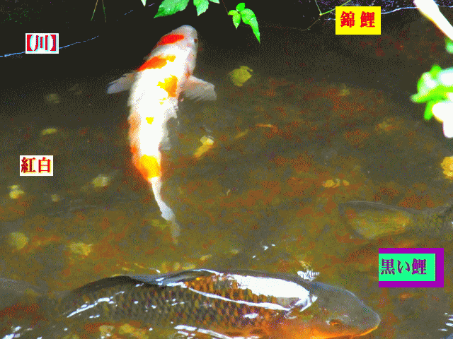 【 川 】の錦鯉　 紅白と黒い鯉（真鯉＝まごい）