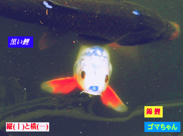 錦鯉のゴマちゃんと黒い鯉（真鯉）-3 縦(｜)と横(―)