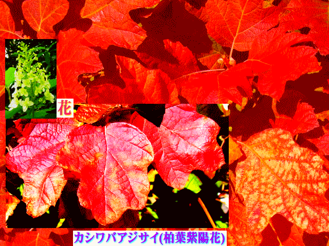 カシワバアジサイ(柏葉紫陽花）花と紅葉