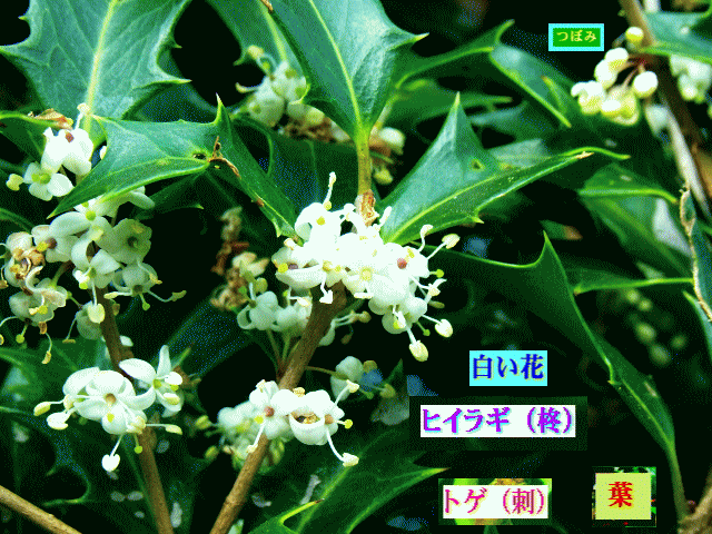 ヒイラギ（柊）今、咲く白い花 モクセイ（木犀）科
