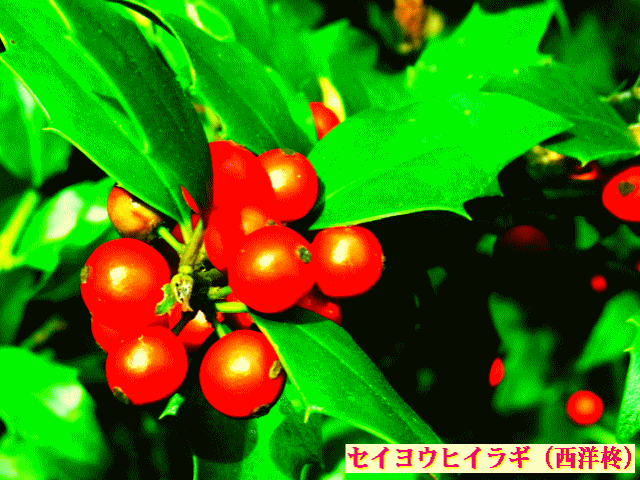赤い実 セイヨウヒイラギ（西洋柊） クリスマス・ホリー  モチノキ科