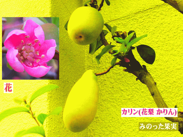 カリン(花梨 かりん)　みのった果実と ピンクの花
