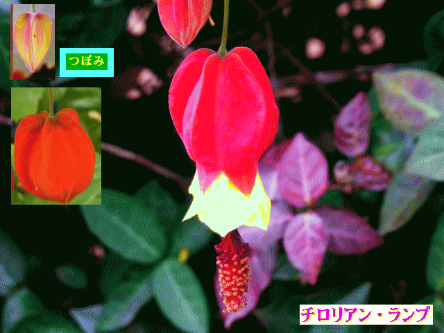 チロリアン・ランプ (＝アブチロン) 蕾と花　別名：浮釣木